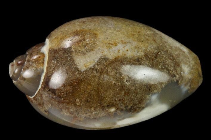Polished, Chalcedony Replaced Gastropod Fossil - India #133540